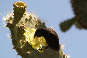 Galapagos Finch